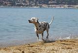 DALMATIEN 244